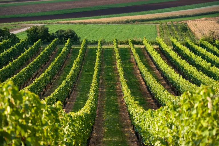 Temecula Wine-Tasting With Vineyard Coast Transportation
